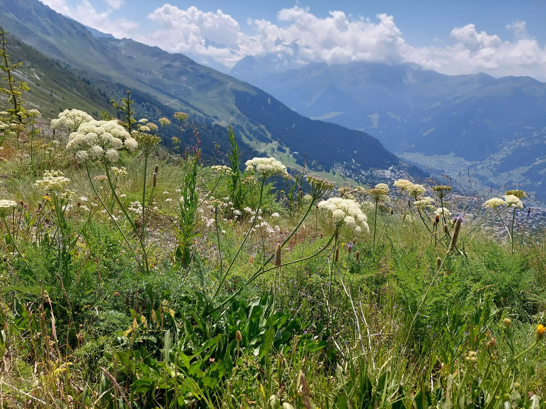 verbier